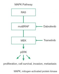 Figure 1. BRAF and MEK inhibition within the MAPK pathway - Key ...