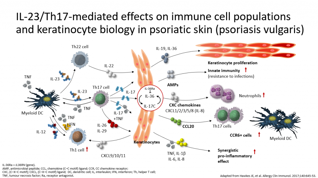 Figure 1 Il 23th17 Mediated Effects On Immune Cell Populations And