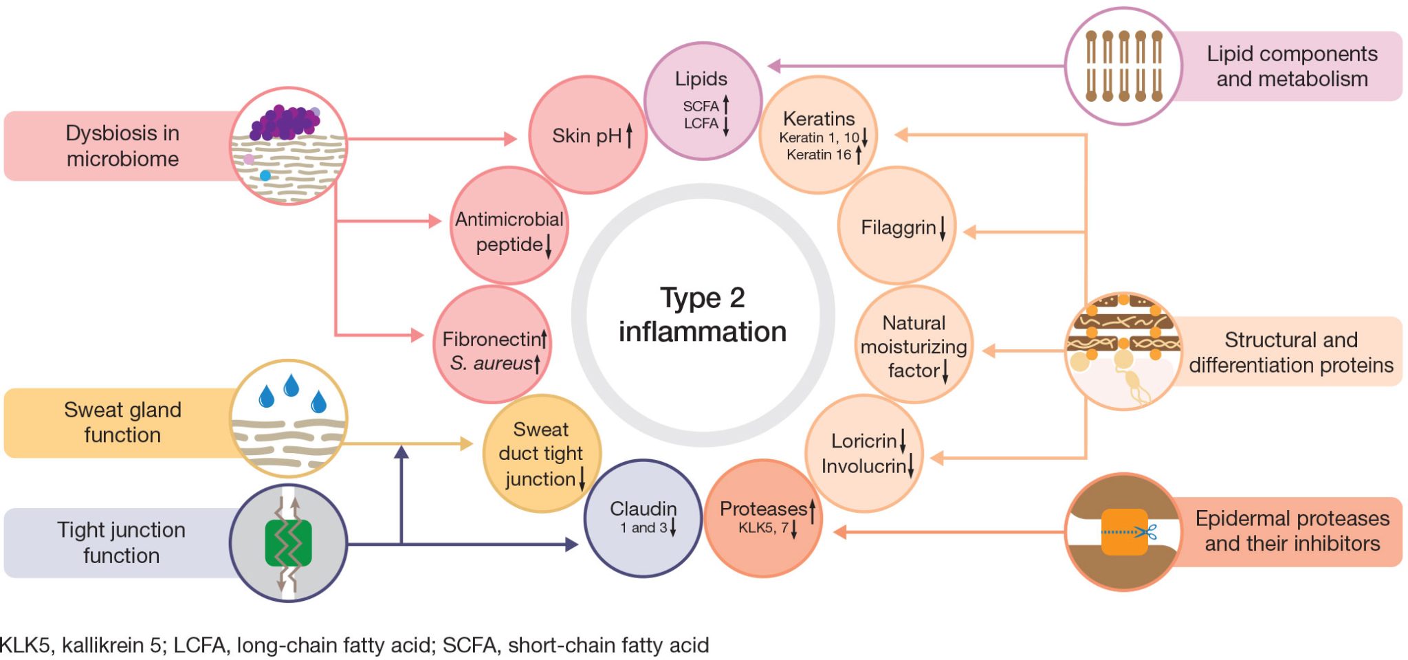 Figure 5. In AD, type 2 inflammation acts on a range of components of ...
